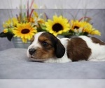 Small Photo #3 Dachshund Puppy For Sale in BRADFORD, TN, USA
