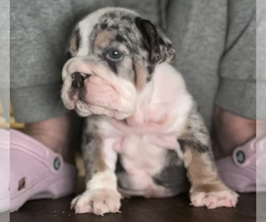 English Bulldog Puppy for sale in ROCKVILLE CENTRE, NY, USA