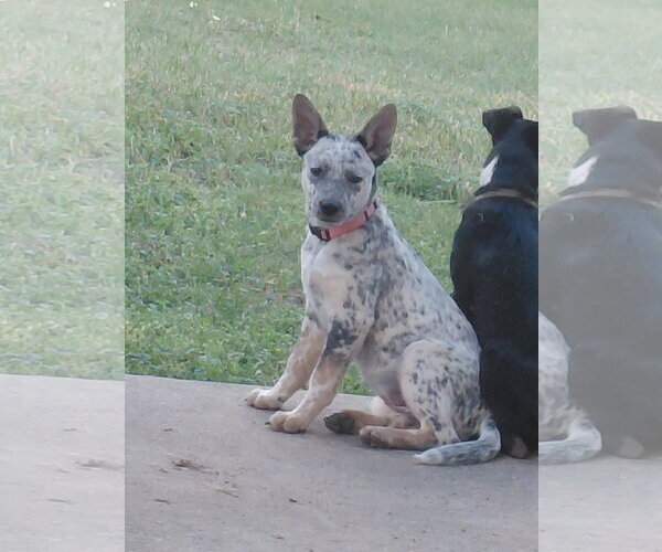 Medium Photo #1 Red Heeler-Unknown Mix Puppy For Sale in The Woodlands, TX, USA
