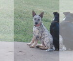 Dede - Female Red Heeler-Unknown Mix Dog for Adoption - Small photo