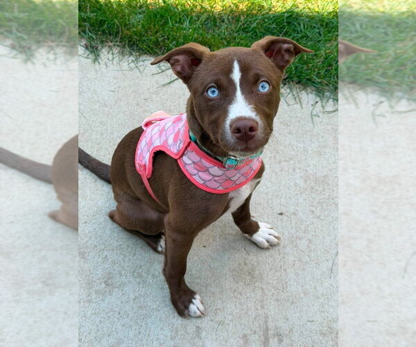 Medium Photo #2 Labsky Puppy For Sale in Mundelein, IL, USA