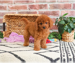 Small #4 Cavapoo