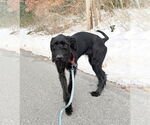 Small #3 GIANT SCHNAUZER -German Shorthaired Pointer Mix