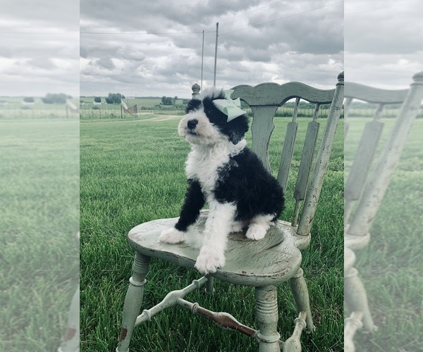 Medium Photo #4 Sheepadoodle Puppy For Sale in DADEVILLE, MO, USA