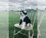 Small Photo #4 Sheepadoodle Puppy For Sale in DADEVILLE, MO, USA