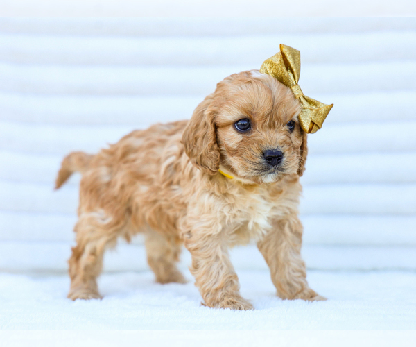 Medium Photo #2 Cavapoo (Miniature) Puppy For Sale in LIBERTY, KY, USA