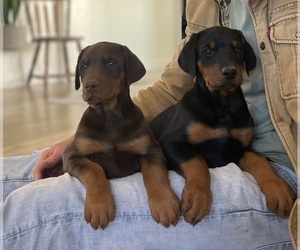 Doberman Pinscher Puppy for sale in BUTTE CITY, CA, USA