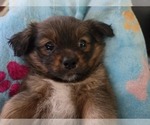 Small #10 Maltipom
