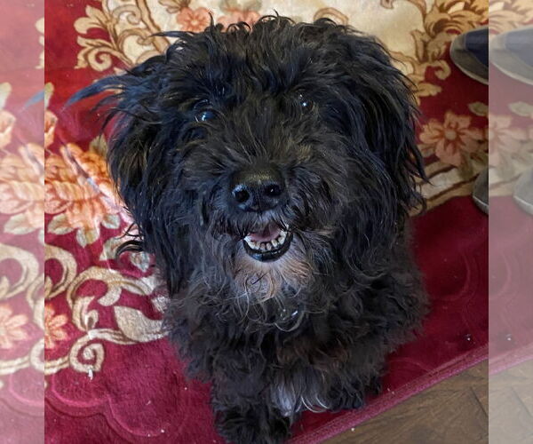 Medium Photo #2 Mutt Puppy For Sale in Horn Lake, MS, USA