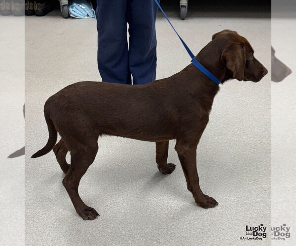 Medium Photo #2 Labrador Retriever-Unknown Mix Puppy For Sale in Washington, DC, USA