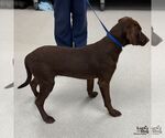 Small #1 Labrador Retriever Mix