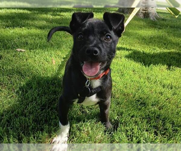 Medium Photo #3 Mutt Puppy For Sale in Martinez, CA, USA