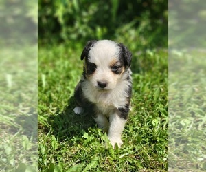 Australian Shepherd Puppy for sale in SAINT JOHNS, MI, USA