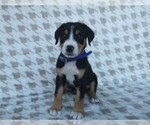 Puppy 2 Greater Swiss Mountain Dog