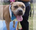 Small American Staffordshire Terrier Mix