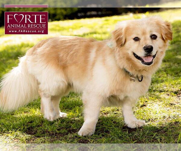 Medium Photo #4 Golden Retriever-Pembroke Welsh Corgi Mix Puppy For Sale in Marina del Rey, CA, USA