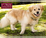 Small #3 Golden Retriever-Pembroke Welsh Corgi Mix