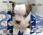 Small #1 Boston Terrier