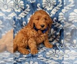 Small Photo #2 Goldendoodle Puppy For Sale in QUARRYVILLE, PA, USA