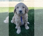 Small Photo #16 Goldendoodle Puppy For Sale in PHOENIX, AZ, USA
