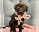 Small #2 Labrador Retriever Mix