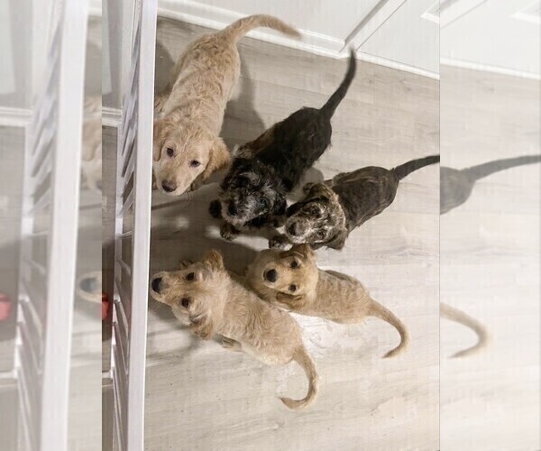 Medium Photo #1 Catahoula Leopard Dog-Goldendoodle Mix Puppy For Sale in CLEVES, OH, USA