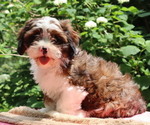 Small #2 Cava-Tzu