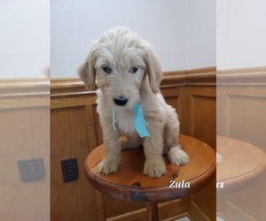Goldendoodle Puppy for Sale in BRIDGEWATER, Virginia USA