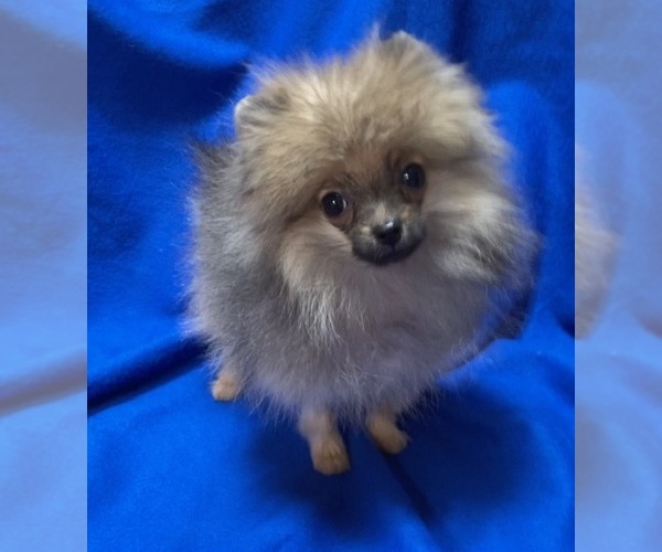 Medium Photo #3 Pomeranian Puppy For Sale in DENVER, CO, USA