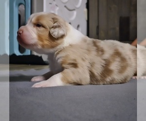 Australian Shepherd Puppy for Sale in PROVIDENCE, Rhode Island USA