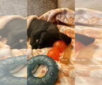 Small #3 Labrador Retriever Mix