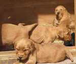 Small Photo #1 Golden Retriever Puppy For Sale in SEWARD, NE, USA