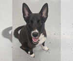 Small #1 Collie-Labrador Retriever Mix