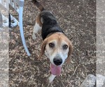 Small #2 Beagle Mix