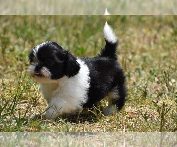 Medium Photo #6 Shih Tzu Puppy For Sale in PALM COAST, FL, USA