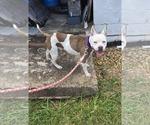 Small #1 American Pit Bull Terrier Mix