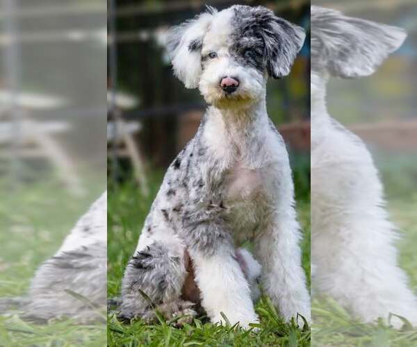 Medium Photo #1 Mutt Puppy For Sale in Greenville, SC, USA