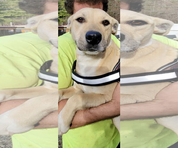 Medium Photo #2 Labrador Retriever-Unknown Mix Puppy For Sale in Rockaway, NJ, USA