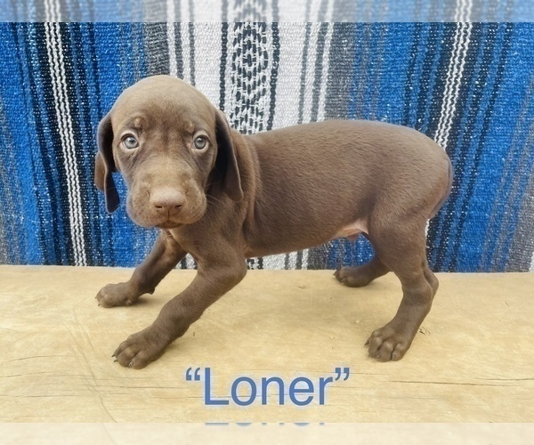 Medium Photo #6 German Shorthaired Pointer Puppy For Sale in DENVER, CO, USA