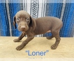 Small Photo #6 German Shorthaired Pointer Puppy For Sale in DENVER, CO, USA