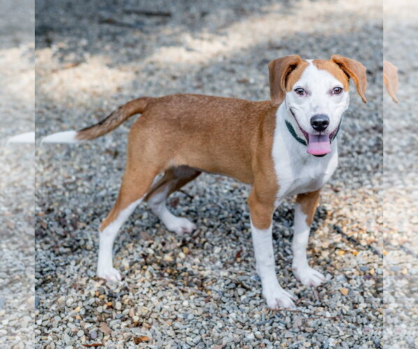 Medium Photo #3 Mutt Puppy For Sale in Hilton Head, SC, USA