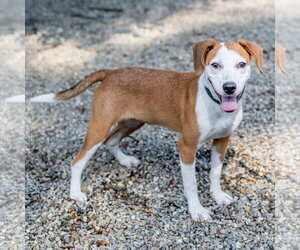 Jolene - Female Mutt Dog for Adoption - Photo #3
