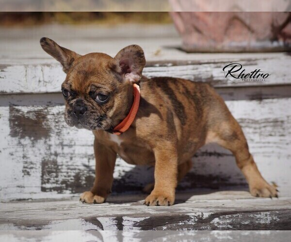 Medium Photo #5 French Bulldog Puppy For Sale in VALLEY SPGS, CA, USA