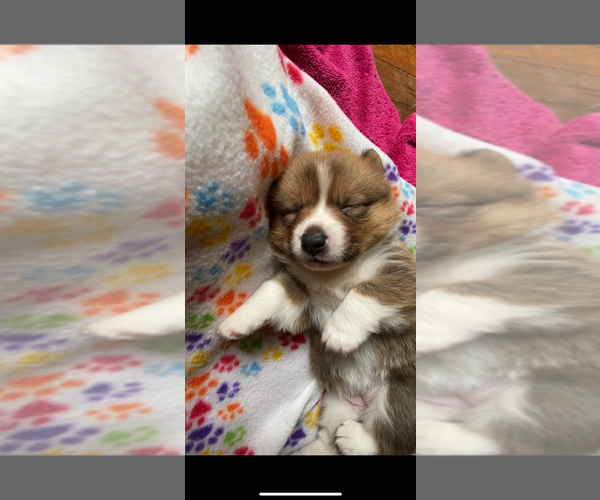 Medium Photo #9 Pembroke Welsh Corgi Puppy For Sale in INDEPENDENCE, MO, USA