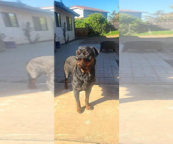 Medium Photo #1 Rottweiler Puppy For Sale in PLEASANTON, CA, USA