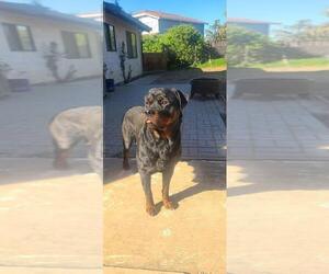 Mother of the Rottweiler puppies born on 04/27/2026