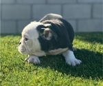 Small Photo #4 English Bulldog Puppy For Sale in MEMPHIS, TN, USA