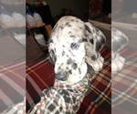 Small Photo #60 Great Dane Puppy For Sale in PIERSON, MI, USA