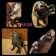 Mother of the Labrador Retriever puppies born on 02/14/2019