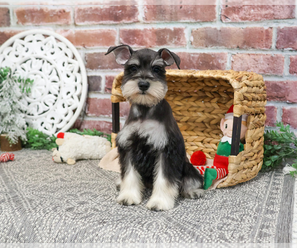 Medium Photo #10 Schnauzer (Miniature) Puppy For Sale in SYRACUSE, IN, USA